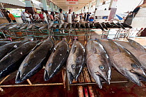 Tuna laid out in the fish landing and processing area of the Docks, Sarangani, Philippines, April 2010  . NOT AVAILABLE FOR MAGAZINE USE IN GERMAN-SPEAKING COUNTRIES UNTIL 1ST JULY 2013.