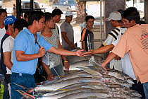 Tuna laid out in the fish landing and processing area of the Docks, Sarangani, Philippines, April 2010  . NOT AVAILABLE FOR MAGAZINE USE IN GERMAN-SPEAKING COUNTRIES UNTIL 1ST JULY 2013.