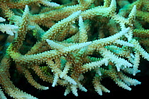 Bleached coral, Kimbe Bay, Papua New Guinea, Indo-pacific