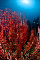 Red whip corals / sea whips (Ellisella sp) Kimbe Bay, Papua New Guinea, Indo-pacific.