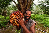 Man harvests ripe palm fruits (Elaeis quineesis Jacq) ready for processing into palm oil, New Britain Palm Oil Limited, West New Britain, Papua New Guinea, May 2010.
