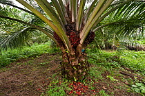 Palm (Elaeis quineesis Jacq) with red and yellow ripe fruits oil ready for harvesting, New Britain Palm Oil Limited, West New Britain, Papua New Guinea, May 2010.