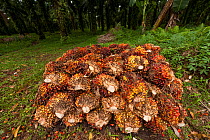 Palm fruits (Elaeis quineesis Jacq) red and yellow fruit bunches are piled high ready for the mill trucks to pick up. New Britain Palm Oil Limited, West New Britain, Papua New Guinea, May 2010.