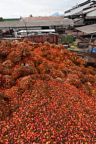 Red and yellow fruits of palm oil (Elaeis quineesis Jacq) ripe with oil ready to be processed in the mill for oil extraction. New Britain Palm Oil Limited, West New Britain, Papua New Guinea, May 2010...