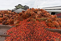 Red and yellow fruits of palm oil (Elaeis quineesis Jacq) ripe with oil ready to be processed in the mill for oil extraction. New Britain Palm Oil Limited, West New Britain, Papua New Guinea, May 2010...