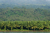 Palm oil (Elaeis quineesis Jacq) plantation on the coast, West New Britain, Papua New Guinea, May 2010.