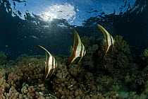 Juvenile Longfin batfish (Platax tiera) New Ireland, Papua New Guinea.