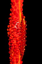 Allied cowry (Aclyvolva lamyi) camouflaged on red whip coral, New Ireland, Papua New Guinea