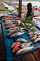 Fish laid out at street market, Gizo, capital of the Western Province, Solomon Islands, Melanesia, July 2010.