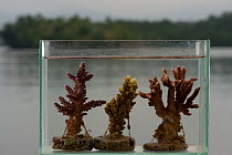 Cultured corals are propagated by cutting fragments of corals from mother colonies or brood stock. These coral pieces are attached to concrete mounts until they grow into a new colony, Onma Lodge, Kol...