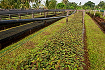 Plant nursery of Kolombangara Forest Products Limited, Kolombangara, Western Province, Solomon Islands, July 2010.