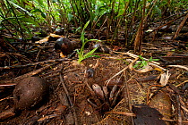 Coconut crab (Birgus latro) in a burrow in the forest of Tetepare Island, Western Province, Solomon Islands, Melanesia, July 2010    . NOT AVAILABLE FOR MAGAZINE USE IN GERMAN-SPEAKING COUNTRIES UNTI...