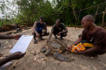 Research workers gathering data on Turtles, Tetepare Island, Western Province, Solomon Islands, Melanesia, July 2010. Turtles caught at sea are brought back to the beach, measured, tagged and released...