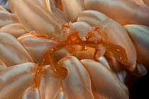 Orangutan crab (Achaeus japonicus) in bubble coral (Plerogyra sinuosa) Kimbe Bay, Papua New Guinea, Indo-Pacific.