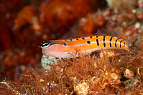 Tiger blenny (Ecsenius tigris) resting on coral reef, Kimbe Bay, Papua New Guinea, Indo-Pacific