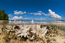Split level of shallow bleaching corals and island, New Ireland, Papua New Guinea, June 2010