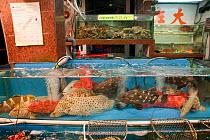 Live reef fish and crustacean in tanks beside seafood restaurants, Lei Yue Mun harbour, Hong Kong, China, April 2009.