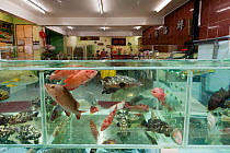 Live reef fish in tanks beside seafood restaurants, Lei Yue Mun harbour, Hong Kong, China, April 2009.