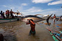 Dock worker carrying Yellowfin tuna ashore for weighing, Jacana tuna fish landing, Puerto Princesa, Palawan, Philippines, April 2009