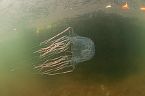 Box jellyfish (Chironex sp) amongst mangrove roots, Palawan, Philippines.