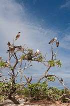 Red-footed boobies (Sula sula) brown and white morphs perched in tree, Bird Islet, Tubbataha Reefs, Philippines, April.
