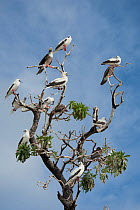 Red-footed boobies (Sula sula) brown and white morphs perched in tree, Bird Islet, Tubbataha Reefs, Philippines, April.