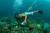 Cyanide fisherman applying cyanide to coral crevices to stun fish. This is highly damaging fishing practice to catch live reef fish either for the aquarium or food fish trade. Palawan, Philippines, Ap...