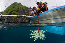 Diver lowering an artificial reef made of ceramic snowflakes to help rejuvenate the dead reef of El Nido. The 1998 El Nino caused a massive scale coral bleaching to this tourist town that used to have...