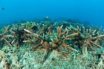 Artificial reef made of ceramic snowflakes to help rejuvenate the dead reef of El Nido. The 1998 El Nino caused a massive scale coral bleaching to this tourist town that used to have pristine coral re...