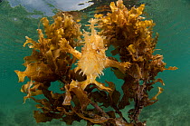 Sargassum frogfish / anglerfish (Histrio histrio) in its floating Sargassum seaweed home, El Nido, Palawan, Philippines