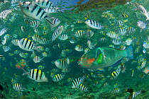 Sergeant major damselfish (Abudefduf vaigiensis), Parrotfish and Wrasses in the house reef of Miniloc Island Resort, El Nido, Palawan, Philippines. These fish come together densely when bread is throw...