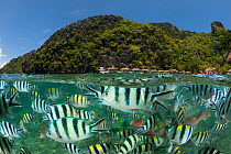 RF- Sergeant major damselfish (Abudefduf vaigiensis), Parrotfish and Wrasses at the house reef of Miniloc Island Resort, El Nido Island, Palawan, Philippines, May 2009. These fish gather in a dense ma...