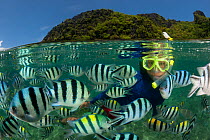 Snorkeler swims amongst Sergeant major damselfish (Abudefduf vaigiensis) at the house reef of Miniloc Island Resort, El Nido Island, Palawan, Philippines, May 2009. These fish gather in a dense mass w...