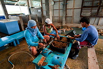Jewelmer Pearlfarm workers clean each pearl oyster regularly taking off barnacles and anything that grows on the shell, Philippines, April 2010