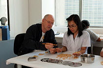 Jacques Branellec, owner of Jewelmer, examines cultured golden South Sea pearls with a pearl worker, Manila, Philippines, April 2010