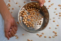 Sorting of cultured Golden South Sea pearls at Jewelmer pearls, Manila, Philippines, April 2010