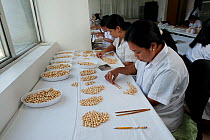 Women sorting cultured Golden South Sea Jewelmer pearls in Manila, Philippines, April 2010
