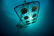 Jewelmer Pearlfarm, cleaned Pearl oysters (Pinctada maxima) in hanging cage in the open sea, Palawan, Philippines, May 2009