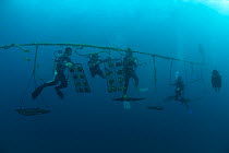 Jewelmer Pearlfarm, divers check on cleaned Pearl oysters (Pinctada maxima) in hanging nets in the open sea, Palawan, Philippines, May 2009