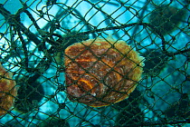 Jewelmer Pearlfarm, Pearl oyster (Pinctada maxima) in hanging cage, Palawan, Philippines, May 2009