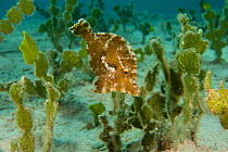 Seagrass filefish (Acreichthys tomentosus) camouflaged amongst seagrass, Palawan, Philippines.