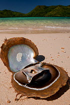 Jewelmer Pearlfarm, Goldlip pearl oyster (Pinctada maxima) with golden pearl on beach, Palawan, Philippines, May 2009