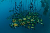 Jewelmer Pearlfarm, newly cleaned Golden South Sea Pearl oysters (Pinctada maxima) in hanging cages, waiting to be relocated to the open sea, Palawan, Philippines, May 2009