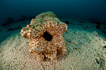 Anal hole of Sea cucumber (Thelenota anax) Sipadan, Malaysia.