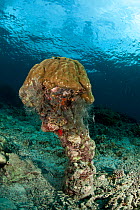 Finger coral (Porites sp) growing from a coral pillar, Sipadan, Malaysia.