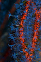 Deatil of blue polyps on Whip coral, Sipadan, Malaysia
