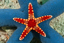 A small Necklace sea star (Fromia monilis) on larger Blue sea star (Linckia laevigata) Sipadan, Malaysia