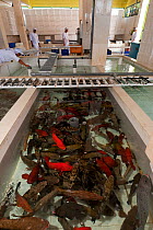 Live reef fish (Groupers) in large tank ready to be  boxed, aerated and exported to China, Pulau Mas assembly line, Bali, Indonesia, July 2009.
