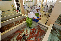 Live reef fish (Groupers) in tank ready to be  boxed, aerated and exported to China, Pulau Mas assembly line, Bali, Indonesia, July 2009.