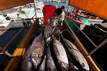 Tuna fish landing from longliner boats that stay out at sea for a month or longer, Benoa Harbour, Bali, Indonesia, July 2009. Mother boats with a fresh load of ice, pick up tuna from these longliners and bring them to Benoa Harbour for weighing, grading and shipping out to the overseas market. . NOT AVAILABLE FOR MAGAZINE USE IN GERMAN-SPEAKING COUNTRIES UNTIL 1ST JULY 2013.